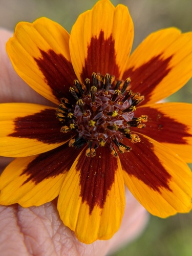 Burridge's greenthread (Thelesperma burridgeanum)