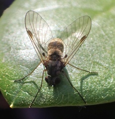 Chrysopilus cristatus