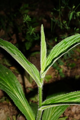 Digitalis grandiflora