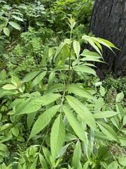 Sambucus sibirica