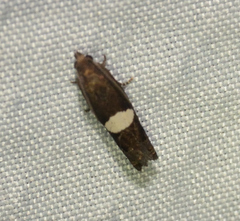 Epiblema gibsoni