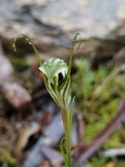 Pterostylis alata