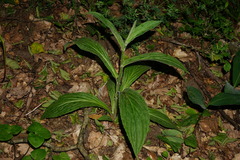 Digitalis grandiflora