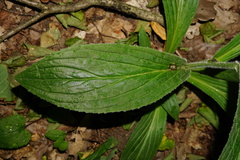 Digitalis grandiflora