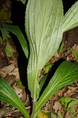 Digitalis grandiflora