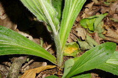 Digitalis grandiflora