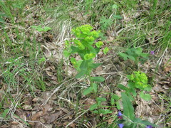 Euphorbia jenisseiensis