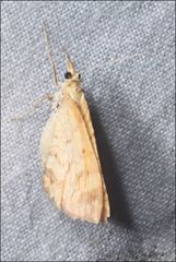 Chrysolarentia insulsata