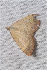 Chrysolarentia insulsata