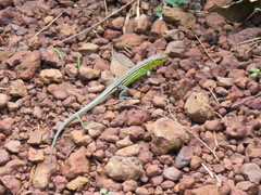 Cnemidophorus lemniscatus