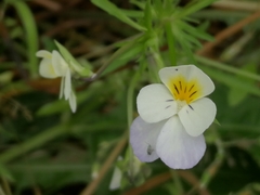 Viola × contempta