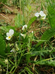 Viola × contempta