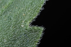 Aphanostephus skirrhobasis