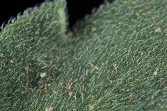 Aphanostephus skirrhobasis