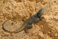 Acanthocercus adramitanus