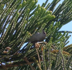 Thryomanes bewickii