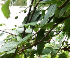 Prunus padus