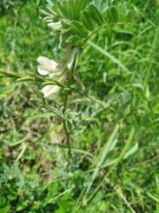 Vicia pannonica