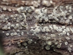 Arachnopeziza delicatula