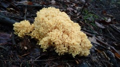 Ramaria obtusissima