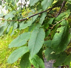 Prunus padus