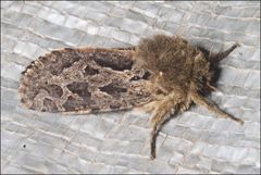 Oncopera intricoides