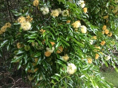 Pararchidendron pruinosum