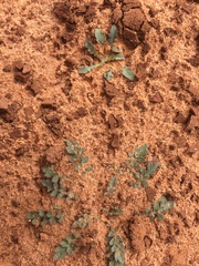 Lepidium lasiocarpum