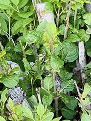 Dromogomphus spinosus