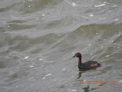 Tachybaptus ruficollis