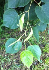 Tilia cordata