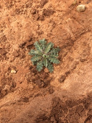 Lepidium lasiocarpum