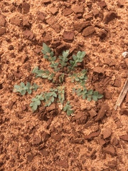 Lepidium lasiocarpum