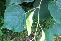Tilia cordata