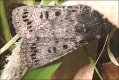 Proteuxoa rubripuncta