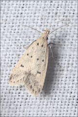 Atheropla decaspila