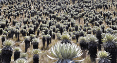 Espeletia hartwegiana