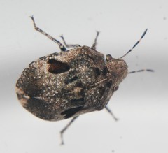 Sphyrocoris obliquus