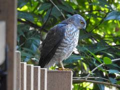 Accipiter gularis