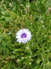 Centaurea cyanus