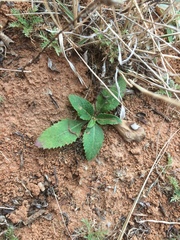 Berlandiera lyrata