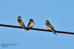 Stelgidopteryx serripennis ridgwayi
