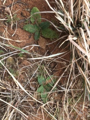 Berlandiera lyrata