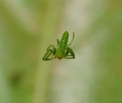 Cetratus rubropunctatus