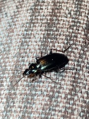 Platynina