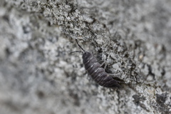 Porcellio obsoletus
