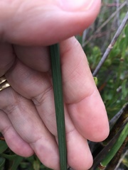 Gladiolus meridionalis