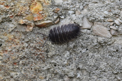 Porcellio obsoletus