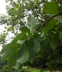 Salix caprea