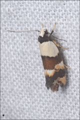 Euphiltra eroticella